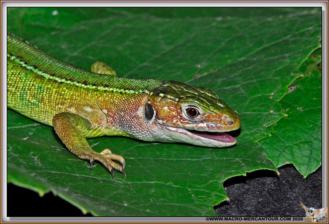 LEZARD vert